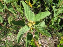 Image result for Waltheria indica