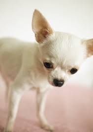 The Apple Head Generally Has A Round Head And Short Nose Causing The Head To Be Shaped Much Like An Apple Funny Chihuahua Pictures Cute Dogs Chihuahua Dogs