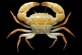 Image result for Euploca katangensis