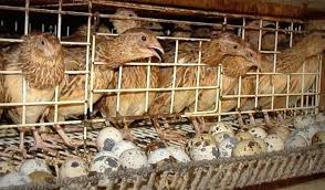 We did not find results for: Panduan Cara Ternak Burung Puyuh Untuk Pemula Forum Teropong