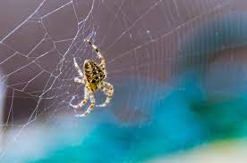 The weeds spread crop pests and diseases by acting as alternate host to insects and microorganisms. Plant Protection Vs Pest Control Humintech