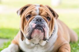 How To Tell If Your English Bulldog Is Pregnant