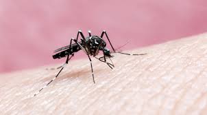 Gondongan ialah pembengkakan yang terjadi pada kelenjar parotis akibat infeksi virus. Cara Penularan Malaria Dan Pencegahannya Yang Perlu Diwaspadai