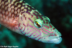 Image result for Oxyrhachis gracillima