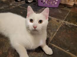 Lost & Found Pets of CNY