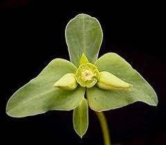 Image result for Monadenium pudibundum