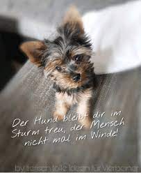 Der sturm gestern war echt arg. Gif S Tierischtolle Ideens Webseite