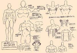 筋肉のイラストの描き方 マッチョを描く上で意識する点をご紹介 お絵かき図鑑 描き方 マッチョ イラスト イラスト