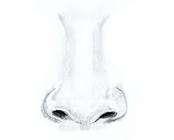 See full list on wikihow.com Cute Small Nose Drawing Novocom Top