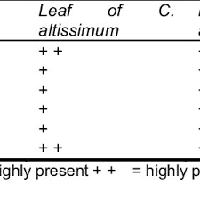 Image result for Cathormion altissimum
