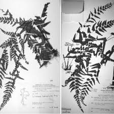 Image result for Lindsaea ensifolia