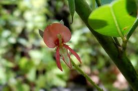 Image result for Indigofera simplicifolia