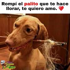 Violin Memes Gracias Fidudais Facebook Memes para escapar de latinoamerica d memes de perritos y gatitos. violin memes gracias fidudais