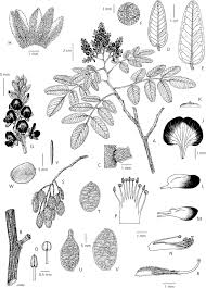 Image result for Dichilus lebeckioides