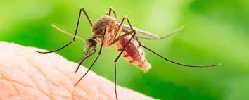 Explore pest control industry job opportunities, plus get information on various career paths within pest control, courtesy of the experts at npma. Mosquitoes And Other Pests City Of Armadale
