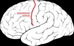 It is the site of the primary motor cortex that in humans is cytoarchitecturally defined as brodmann area 4. Precentral Sulcus Wikipedia