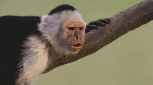 Hello all subscribers, today i have one new tiny little monkey more for. Monkey Mania The Pirates Of The Caribbean Monkey Cgtn