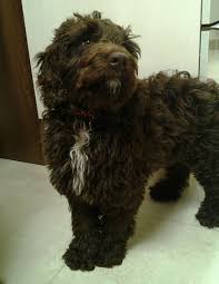 My Sproodle Labradoodle Puppy Puppies Chocolate Labradoodle