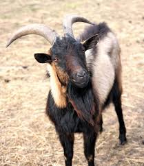 This is due to newswire licensing terms. 6 Domestic Animals And Their Wild Ancestors Britannica