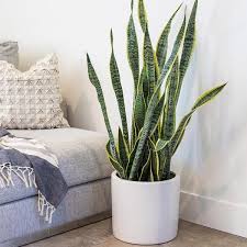 Image result for Sansevieria trifasciata