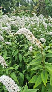 Image result for Lysimachia barbata