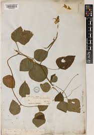 Image result for Wajira grahamiana