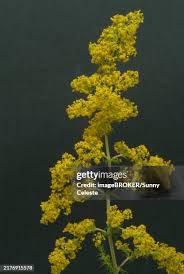Image result for Galium verum