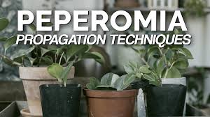Peperomia obtusifolia variegata care & propagation sproutingindoors may 25, 2021 p eperomia obtusifolia variegata, also known as the baby rubber plant, is a beautiful houseplant in the piperaceae family. Epic Gardening How To Propagate Peperomia 2 Easy Methods Facebook