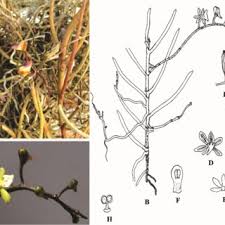 Image result for Leucas martinicensis