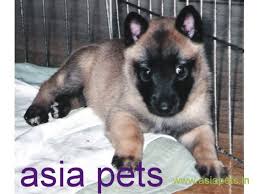 January 19, 2016 davespassiveincome@gmail.com belgian malinois / northern ireland 1203 views. Belgian Malinois Puppies For Sale In Thiruvananthapuram On Best Price Asiapets