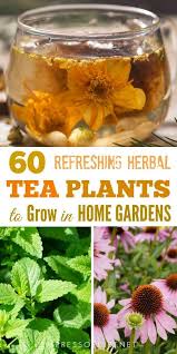 Grow Your Own Plants For Tea 60 Delicious Choices Herbal Leaves Herbal Tea Garden Homemade Tea