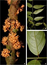 Image result for Connaraceae