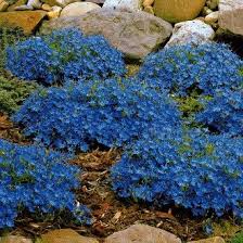 Цветето цъфти от юли до септември. Pin Auf Aussenanlage