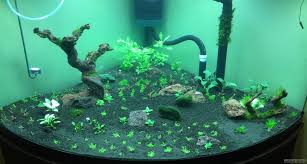 Welche fische für 60 liter nano aquarium? Der Baum Und Das Grun Flowgrow Aquascape Aquarien Datenbank