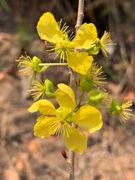 Image result for Ochna cinnabarina