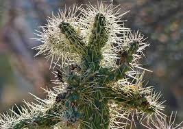 In the u.s., these cacti plastic is lighter, easier to keep clean and it stays moist longer. The Tale Of The Jumping Teddy Bear Cholla Cactus Earthwalkabout