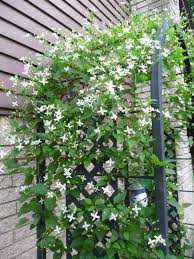 Maybe you would like to learn more about one of these? Vines Google Search