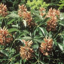 Image result for Kotschya aeschynomenoides