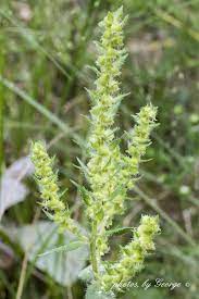 Awho are the most appropriate patients for treatment with ragwitek®? Annual Ragweed Short Ragweed Ambrosia Artemisiifolia Ragweed Ambrosia Wild Flowers