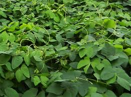 Image result for Mucuna