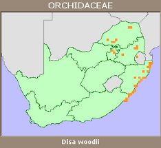 Image result for Disa woodii