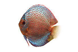 discus care sheet