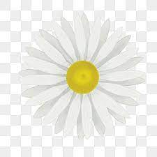 White Daisy Illustration Daisy Clipart White Small Daisies Png Transparent Clipart Image And Psd File For Free Download Flower Backgrounds Daisy Planting Flowers
