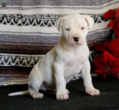 Limited number of dogo argentino puppies available. Boomer Dogo Argentino Puppy For Sale In Pennsylvania