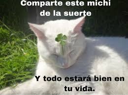 Michi Gatos En 2020 Gatos Michi Suerte