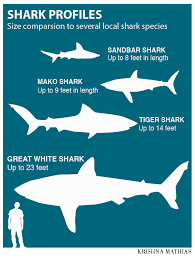 Mako Shark Size Chart Megalodon Shark Size Chart Shark Size