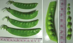 Image result for Pisum sativum