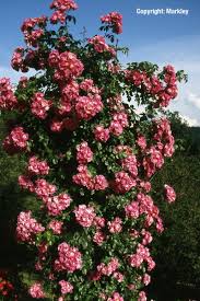 Ce rosier sarmenteux est qualifié de r. Rosa American Pillar Gartenbaumschule Lieven In Wolfsburg