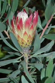 Image result for Protea rupestris