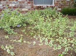 A purple dwarf ground cover with a weeping habit Plant Identification Closed Variegated Ground Cover W Purple Flowers 1 By Camsi